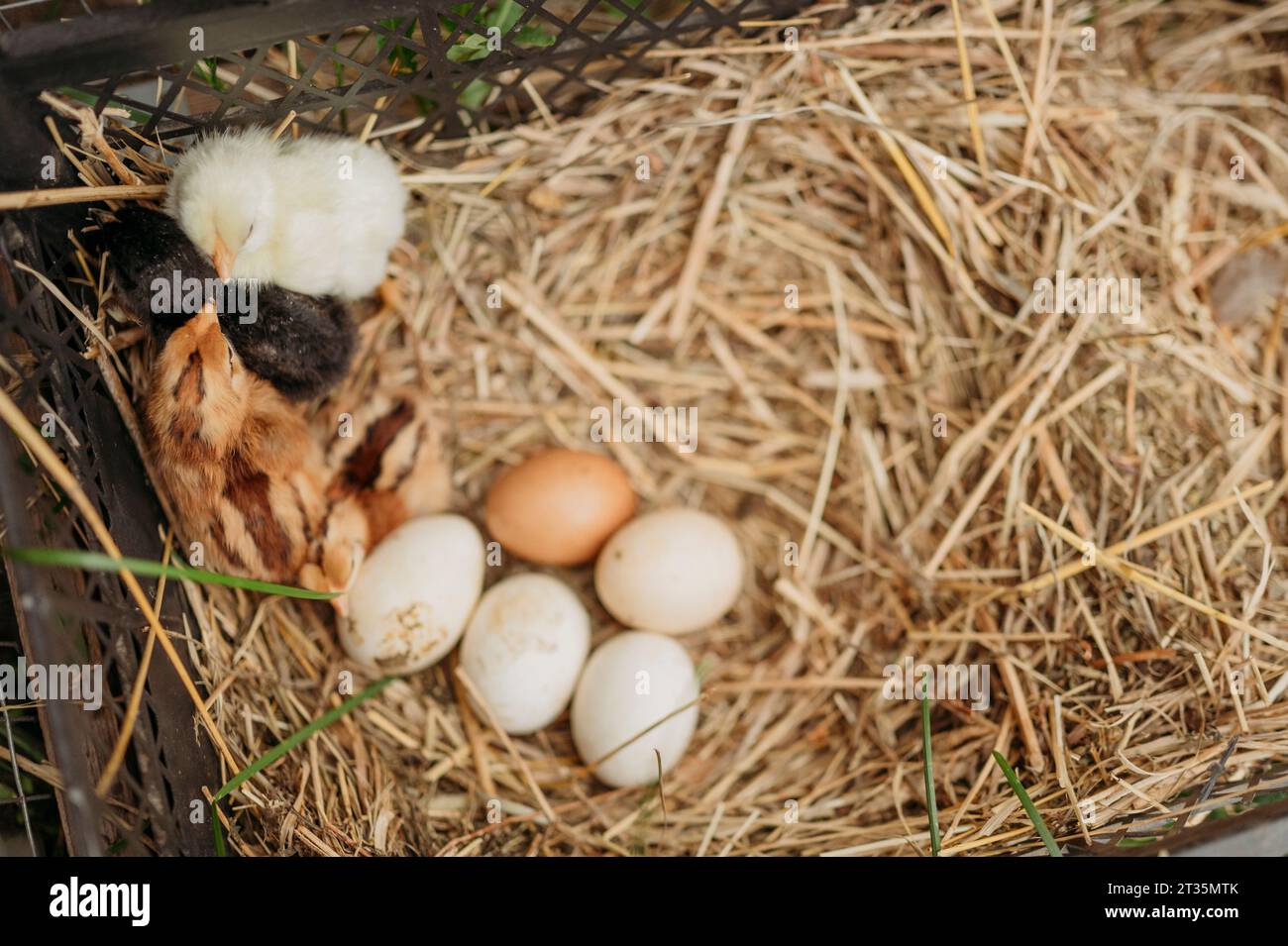 Chicks and eggs on hay in crate Stock Photo