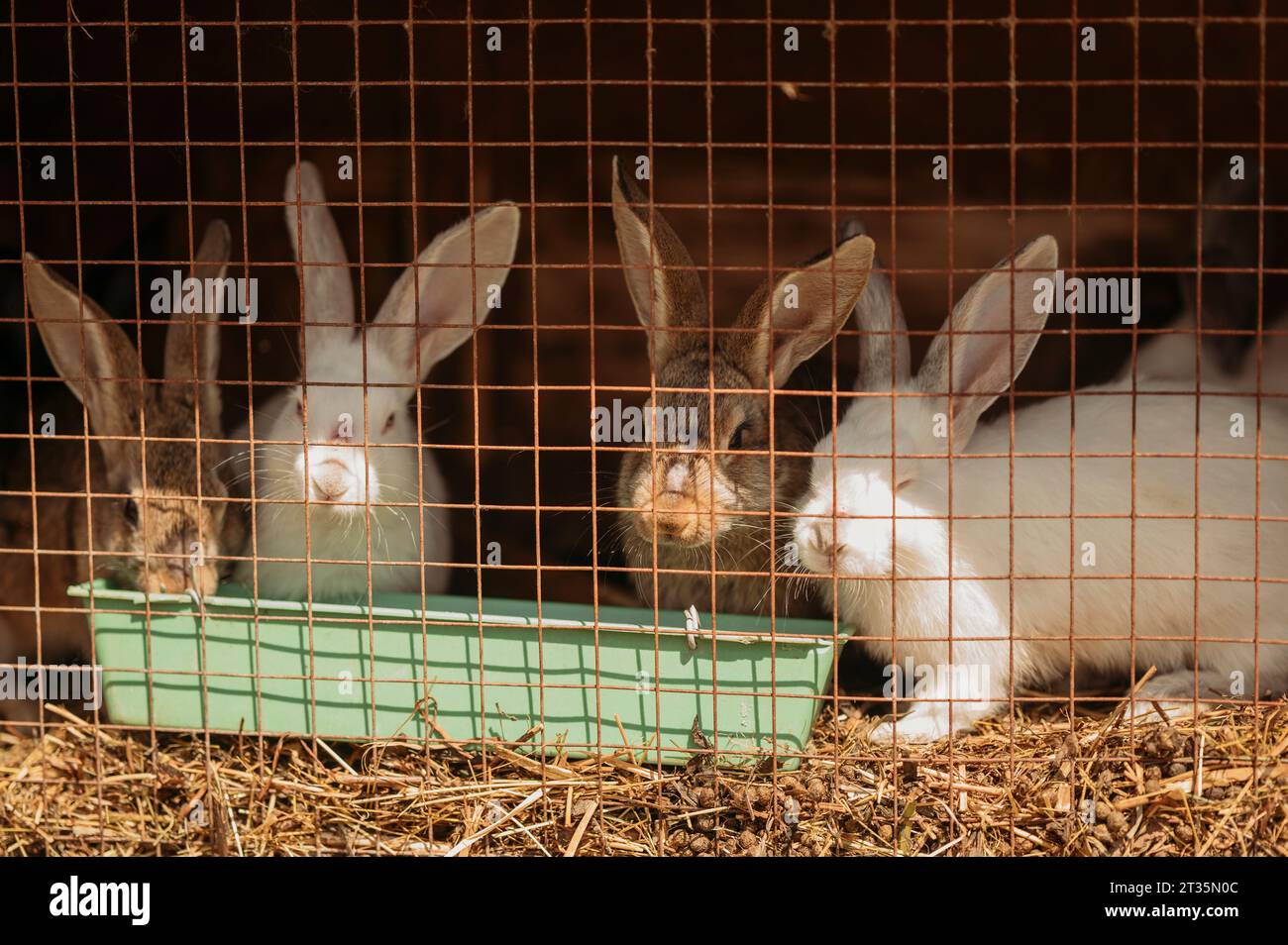 Rabbits inside metal cage at farm Stock Photo Alamy