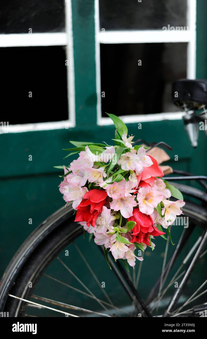 Bouquet of blooming Alstroemeria flowers on bicycle Stock Photo