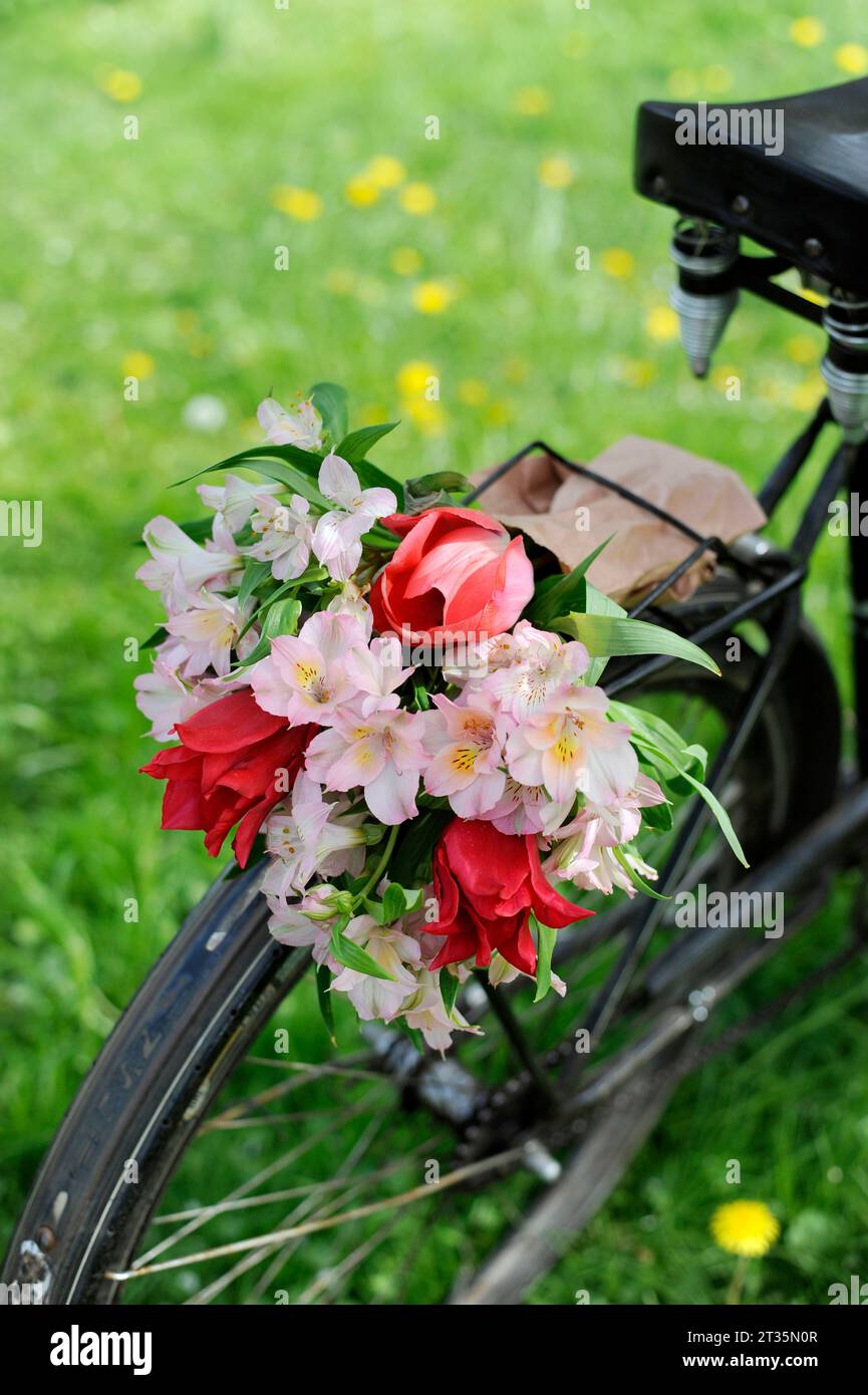 Bouquet of blooming Alstroemeria flowers on bicycle Stock Photo