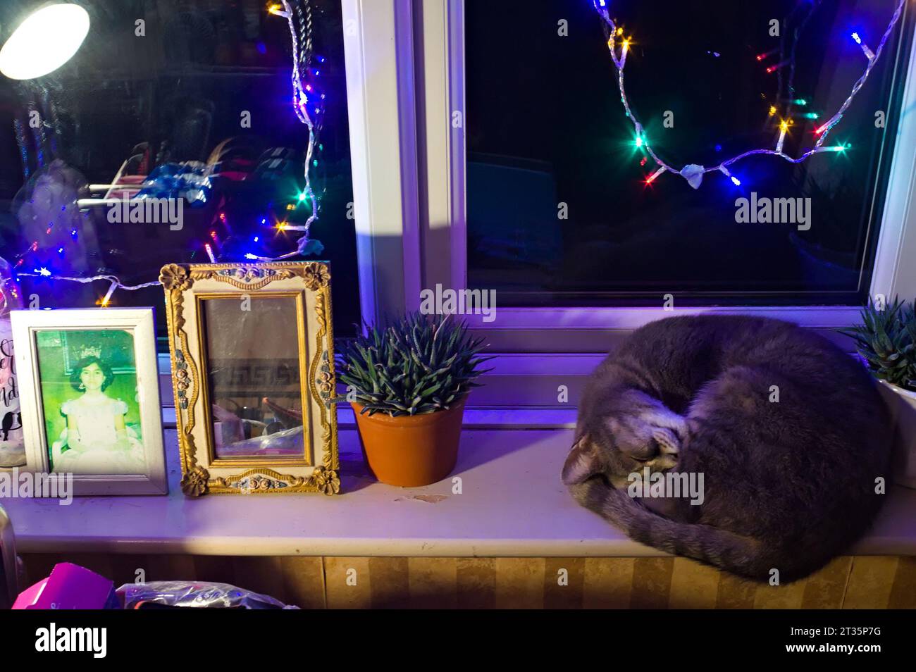 A cat sleeping on the windowsill with christmas lights Stock Photo Alamy