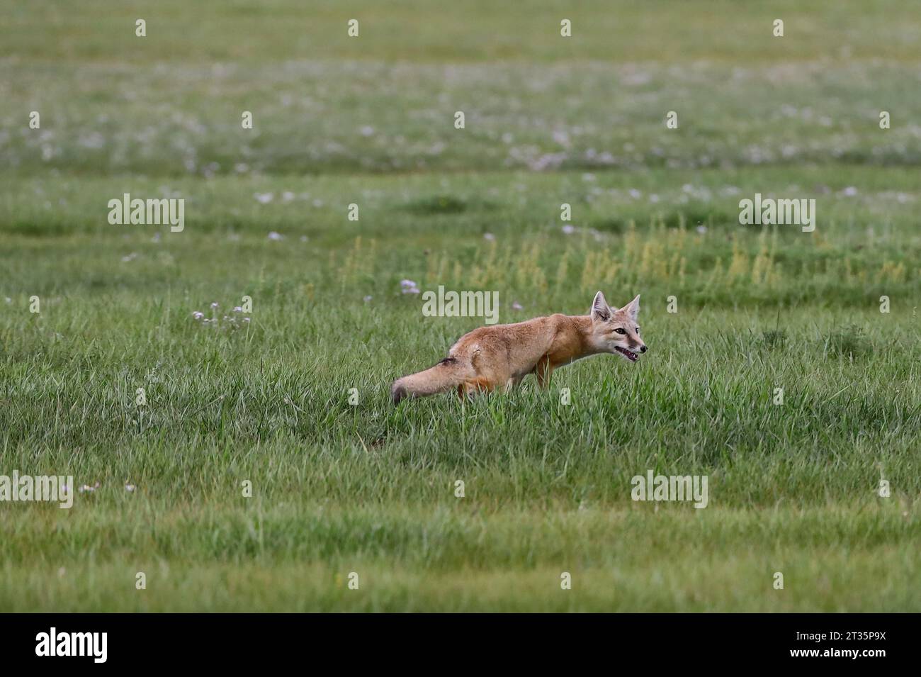 Fox hunting for food in the Mongolian steppe Stock Photo - Alamy
