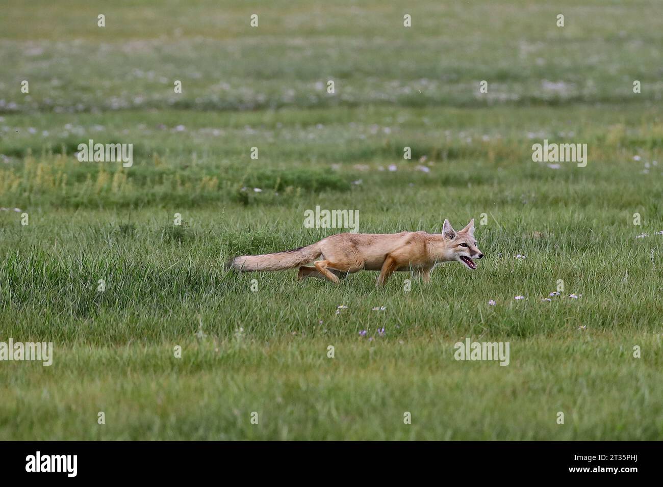 Fox hunting for food in the Mongolian steppe Stock Photo - Alamy