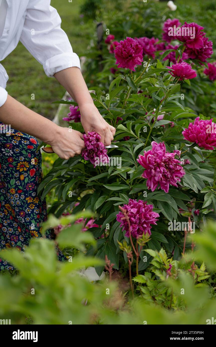 Hands of woman cutting flower in garden Stock Photo