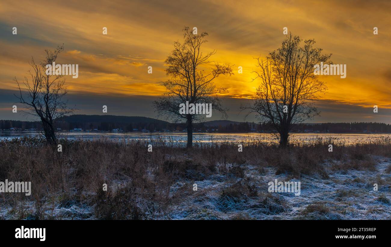 Golden sunset behind silhouette of trees Stock Photo - Alamy