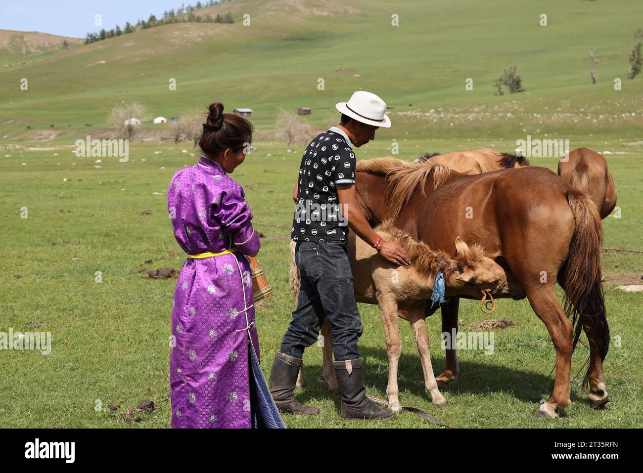 Traditional horse milking in a Gher camp, Mongolia Stock Photo - Alamy