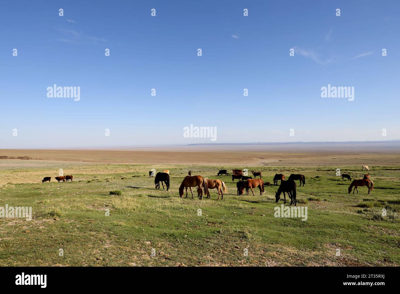 Group of horses grazing in the Mongolian steppe Stock Photo - Alamy