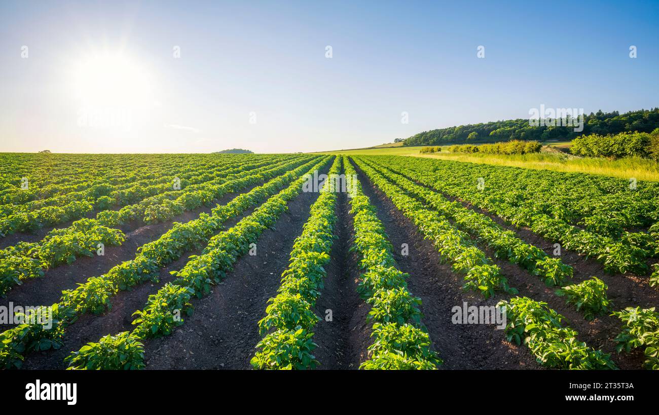 UK, Scotland, Summer sun shining over potato field in summer Stock Photo