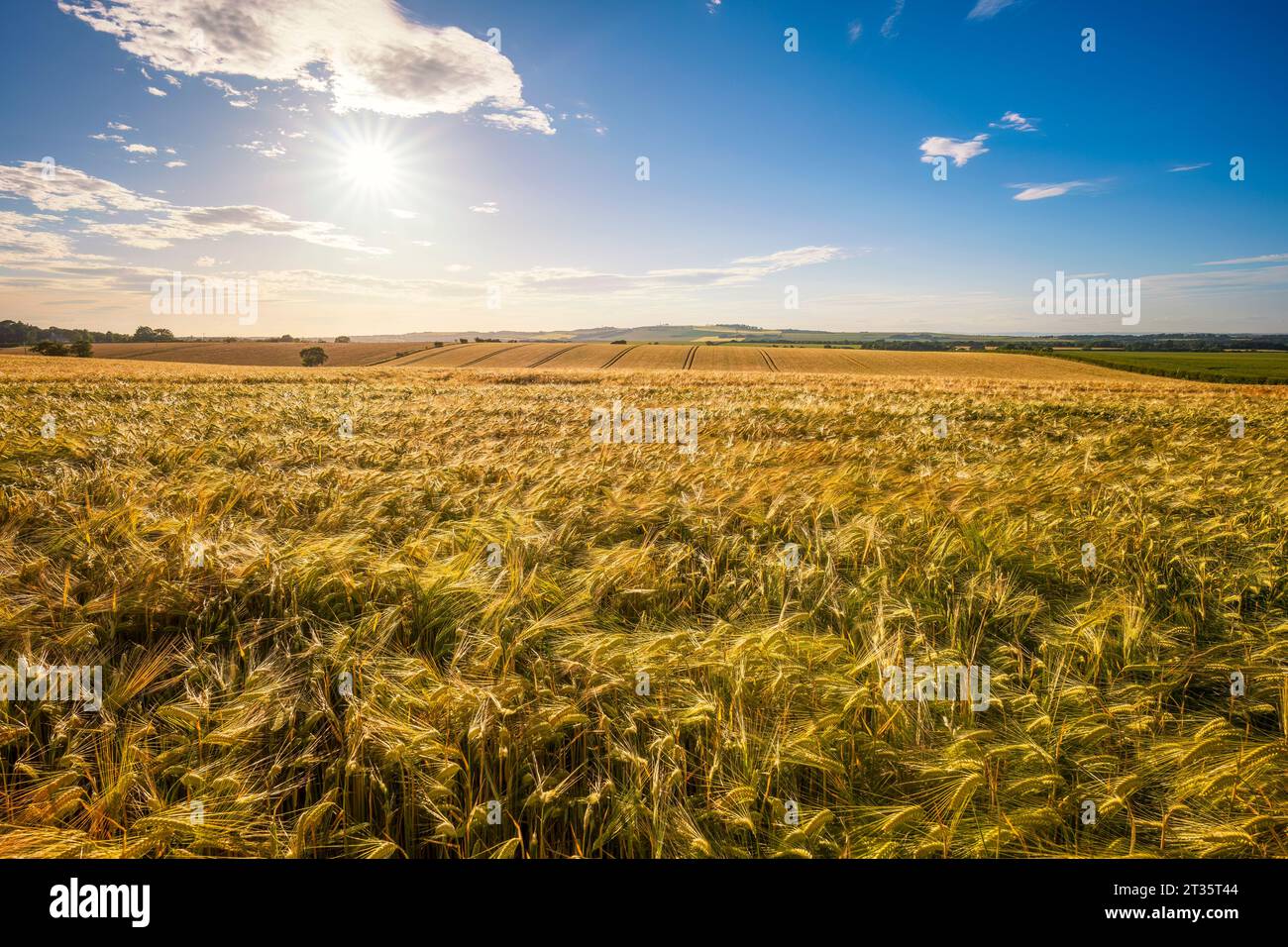 UK, Scotland, Summer sun shining over vast barley field Stock Photo
