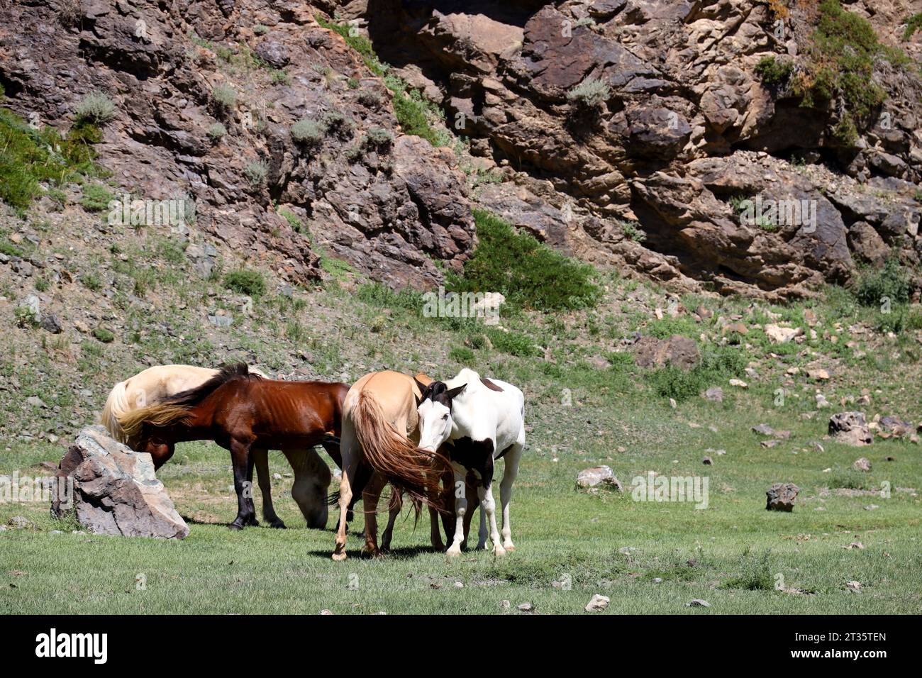 Group of horses in the naarrow gorge of Yolyn Am, Mongolia Stock Photo ...