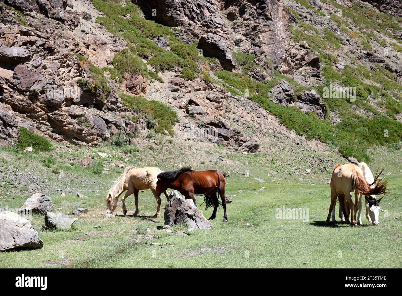 Group of horses in the naarrow gorge of Yolyn Am, Mongolia Stock Photo ...