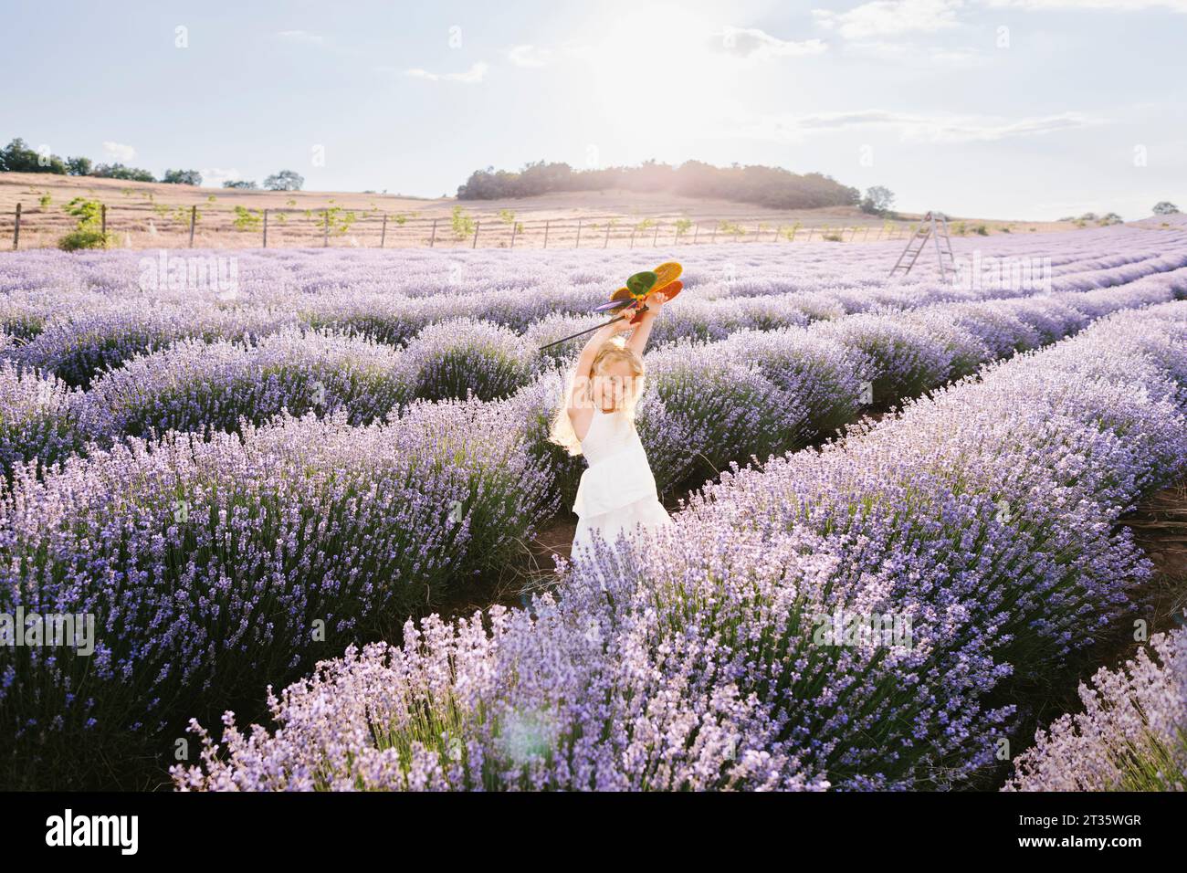 Children playing in lavender field hi-res stock photography and images ...