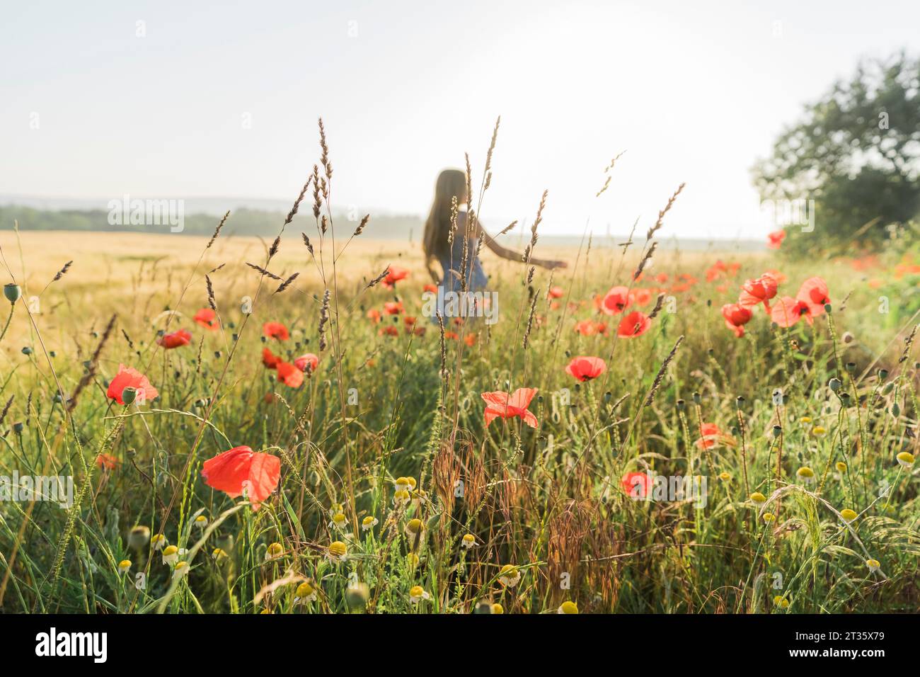 Girl standing amidst poppy plants in field Stock Photo - Alamy