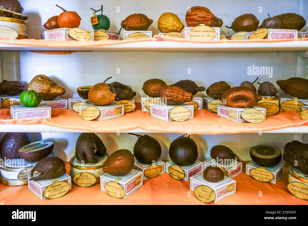 Florence, Italy. 19c wax models of different types of citrus fruit on