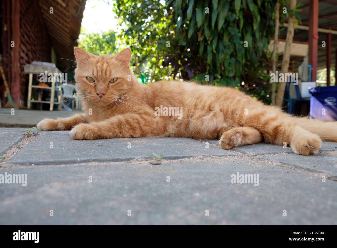 Orange katze hi-res stock photography and images - Alamy, image size:1300x956