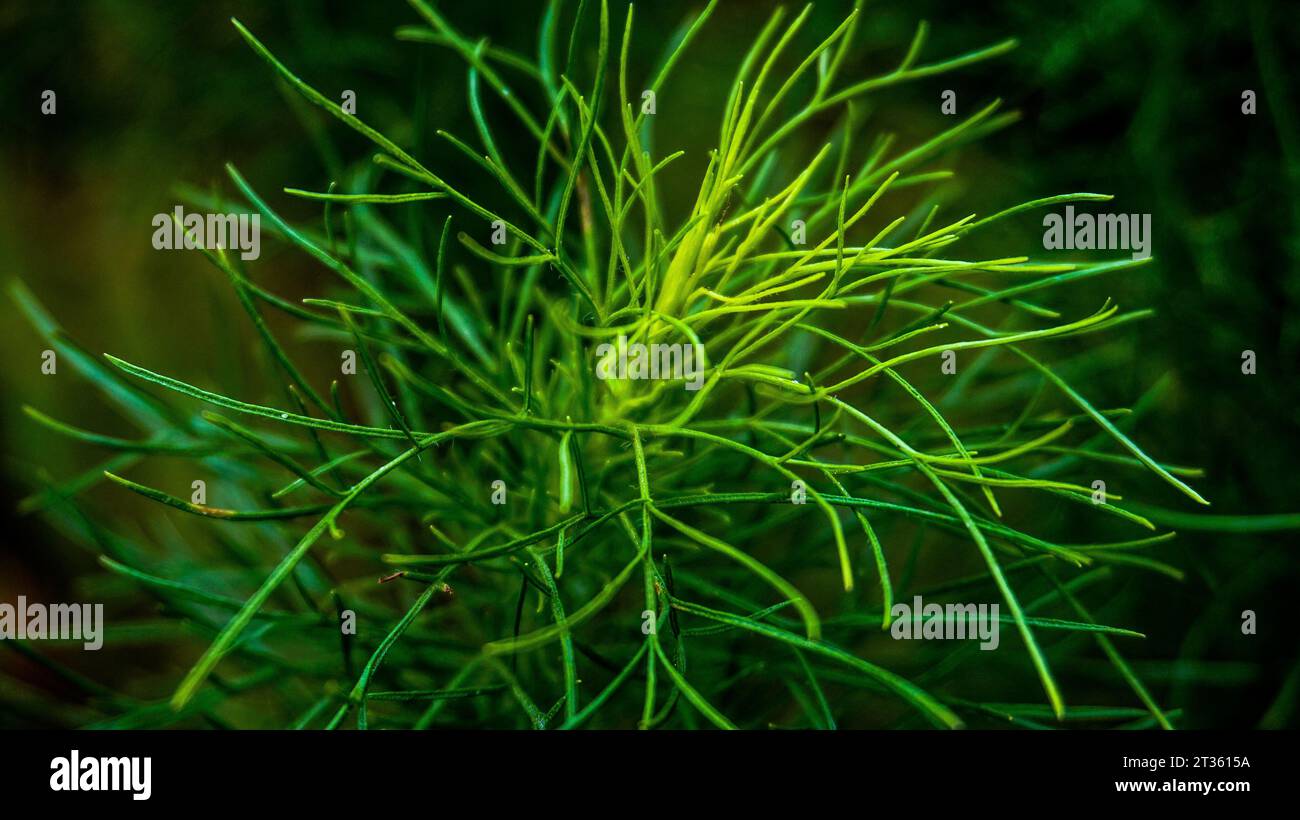 long green plants like needles Stock Photo