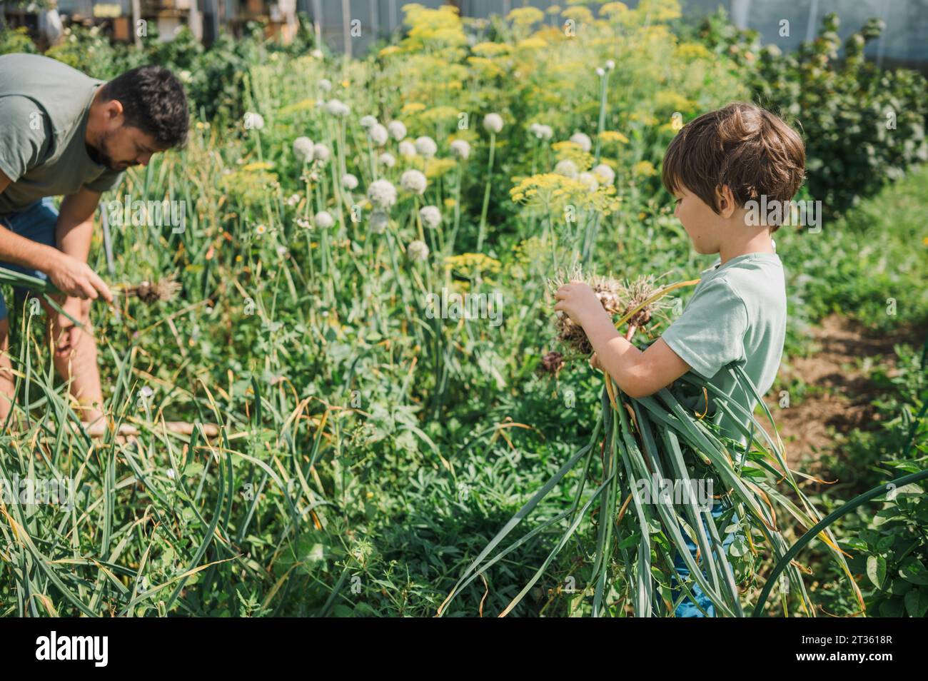 Father and son harvesting garlic in vegetable garden Stock Photo - Alamy