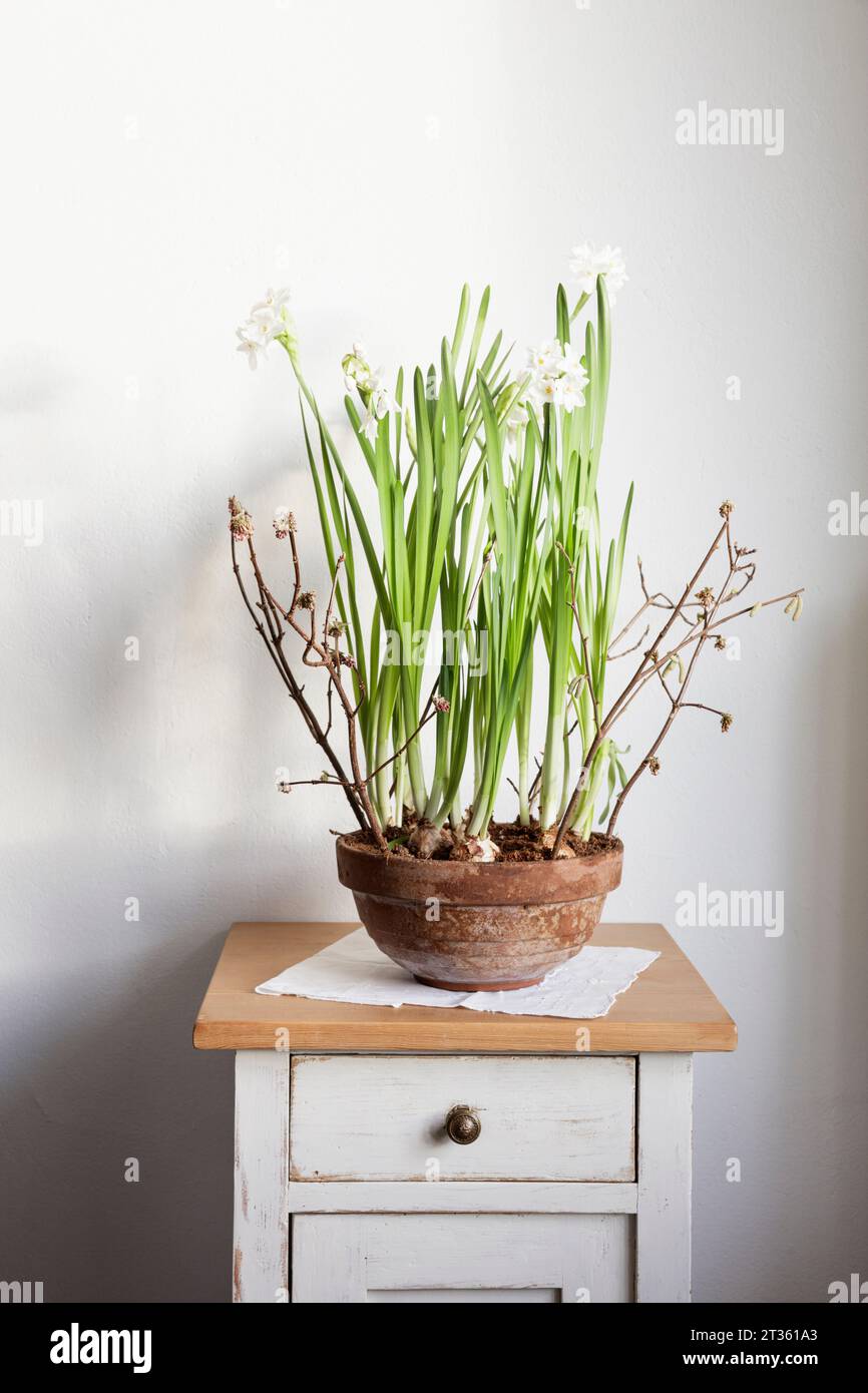 Paperwhite narcissuses (Narcissus papyraceus) in pot standing on cabinet Stock Photo