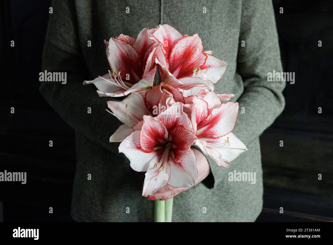Midsection of woman holding bunch of blooming amaryllis flowers Stock Photo