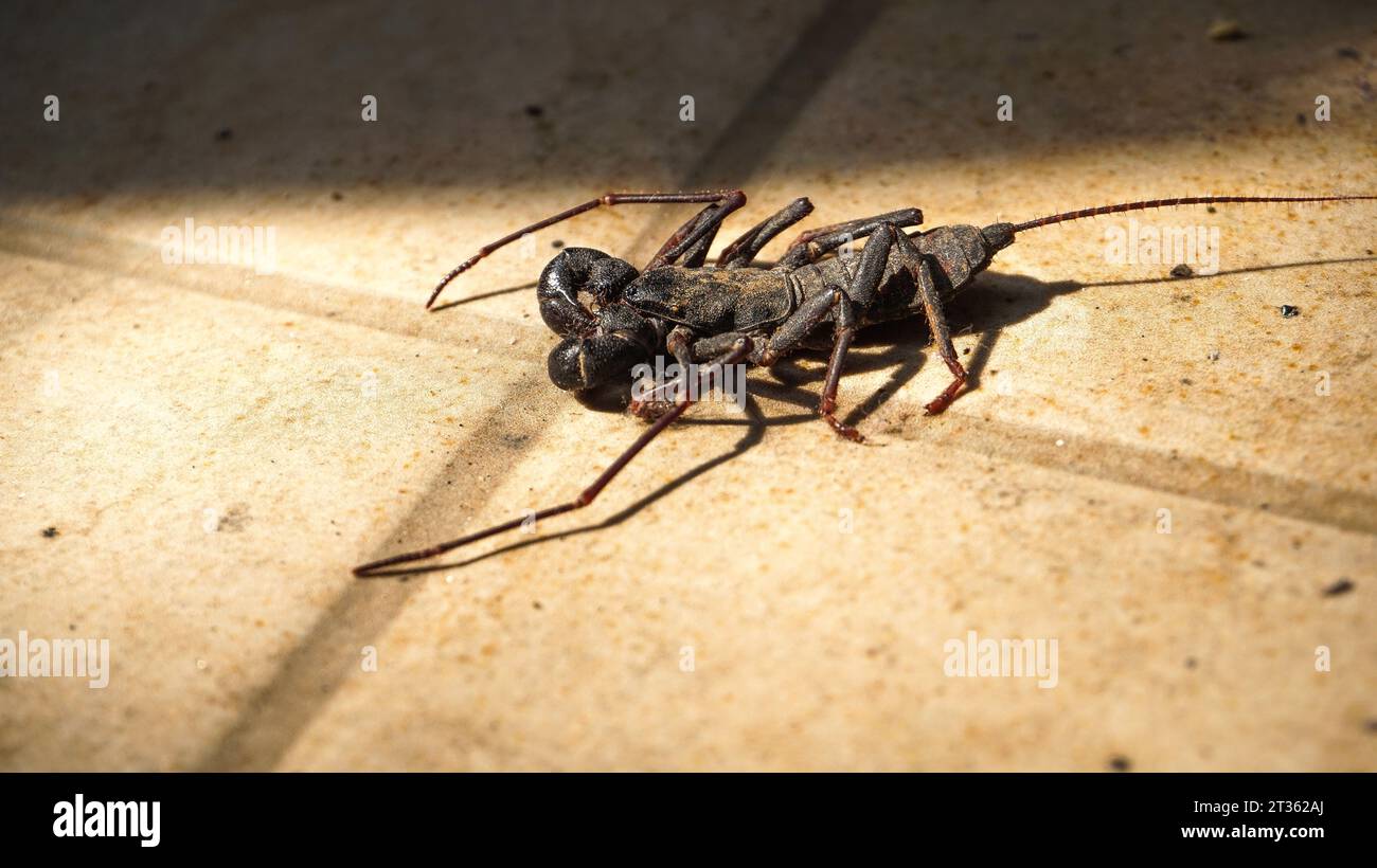 ketungging,ketonggeng, Giant vinegaroon are a group of arachnids that resemble scorpions but have black whips on their backs Stock Photo