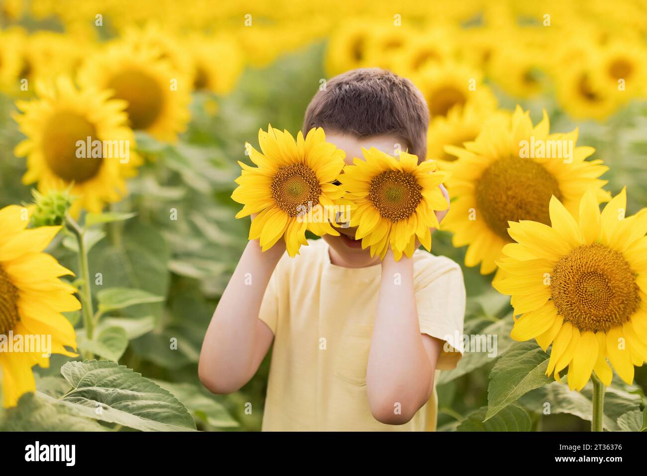 Boy covering face with sunflower in field Stock Photo - Alamy
