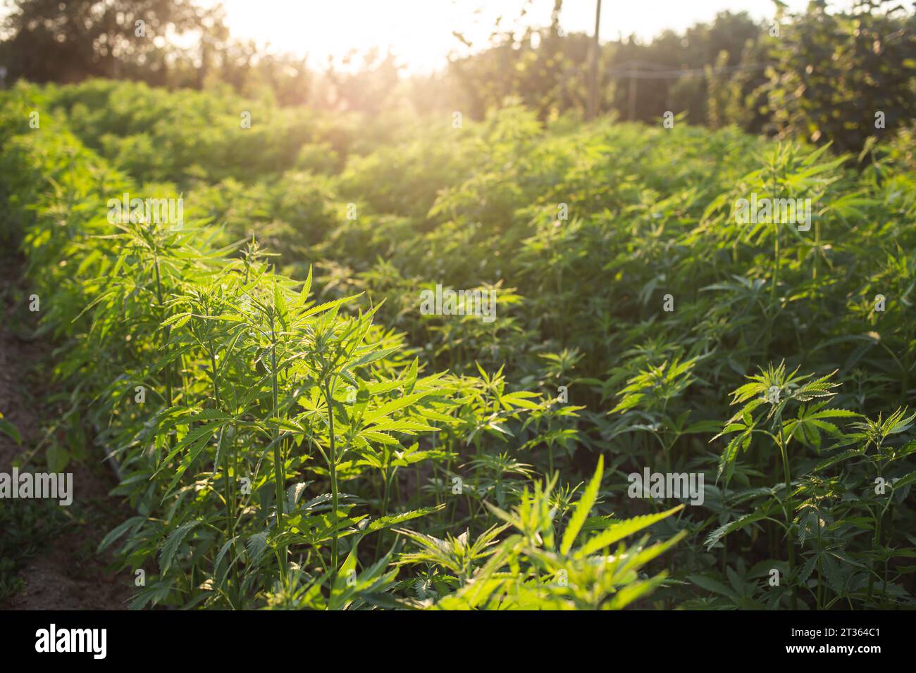 Cannabis sativa growing in field Stock Photo