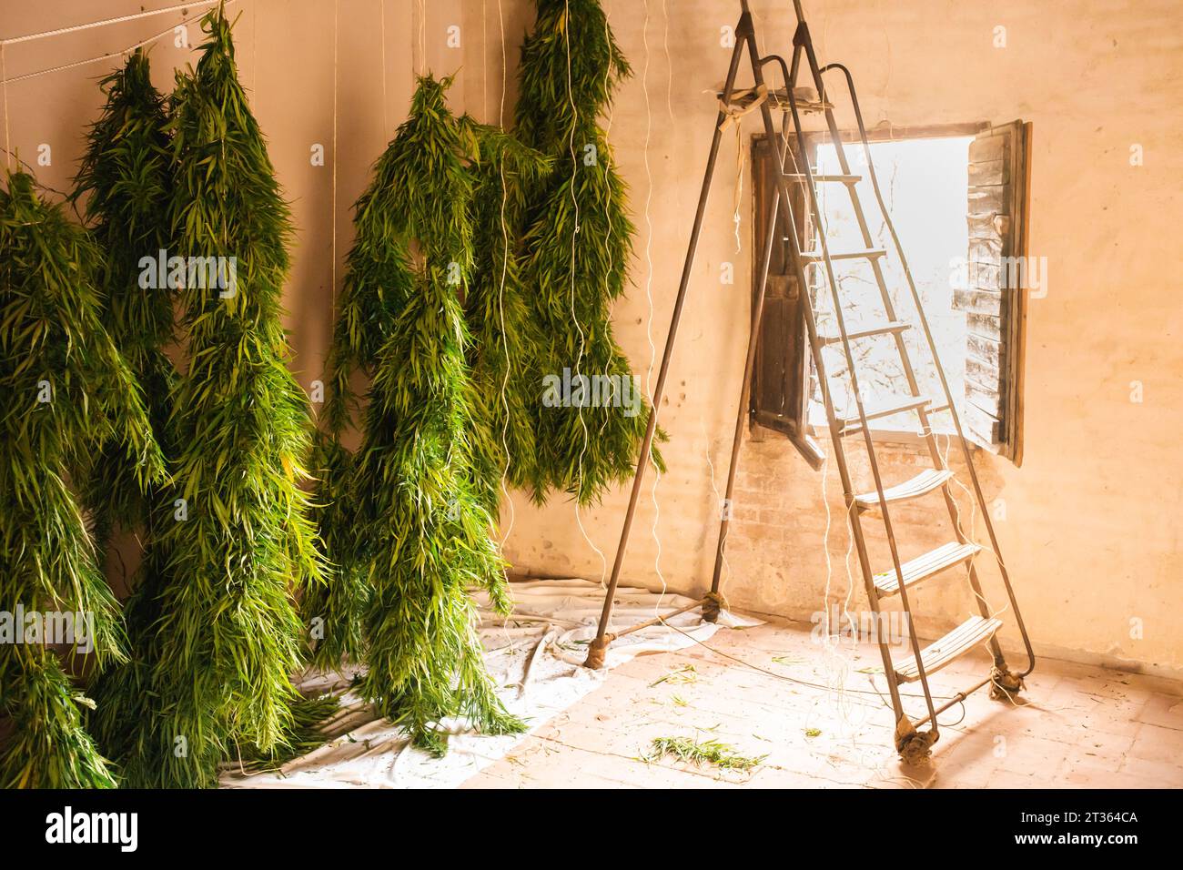 Cannabis plants drying near ladder in room Stock Photo