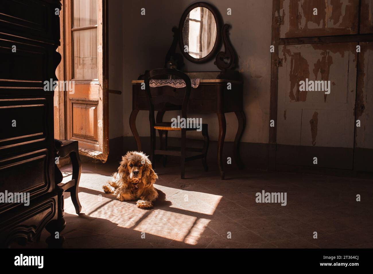 Cocker spaniel dog sitting in sunlight at home Stock Photo