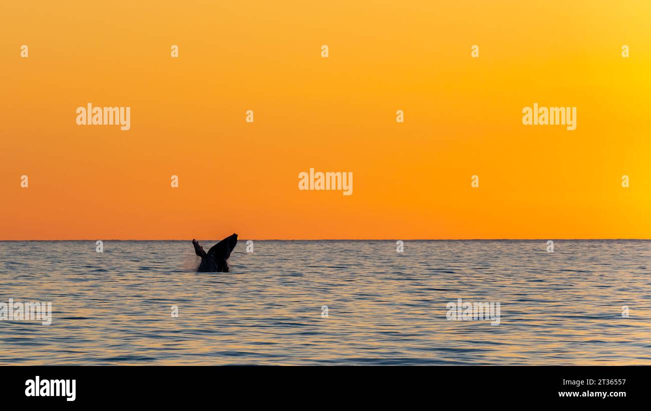 Mexico, Baja California, Tail fin of breaching humpback whale (Megaptera Novaeangliae) Stock Photo