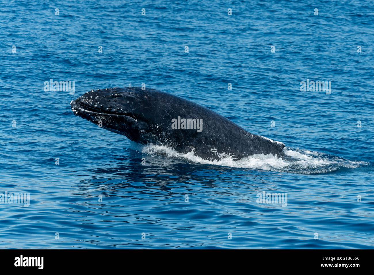 Mexico, Baja California, View of breaching humpback whale (Megaptera Novaeangliae) Stock Photo