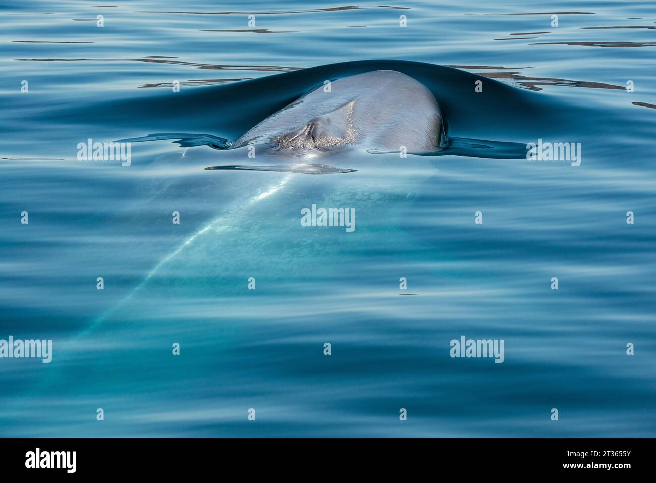 Mexico, Baja California, Blue whale (Balaenoptera Musculus) breaching in Sea Of Cortes Stock Photo