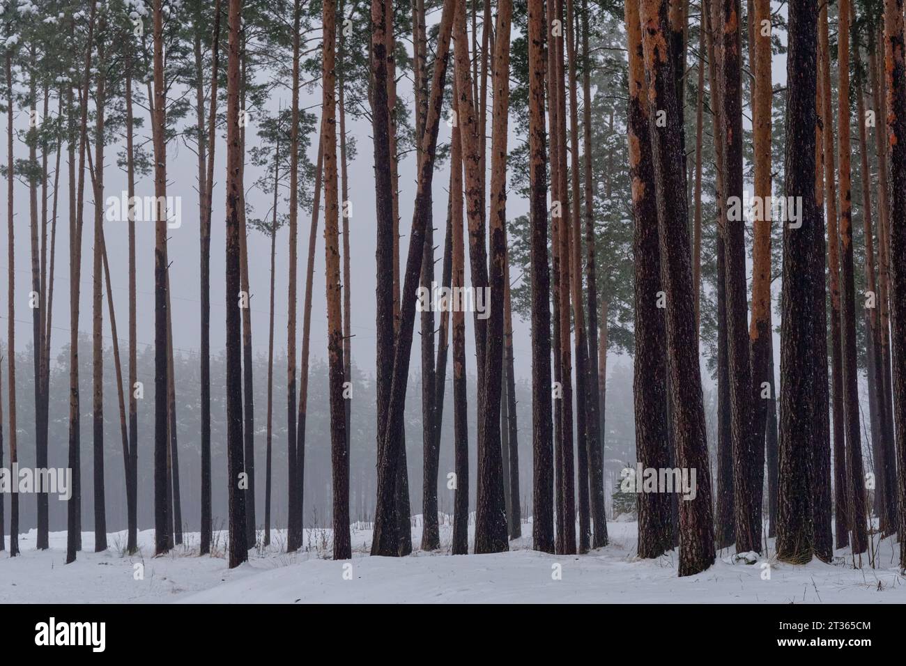 Pine trunks in winter snowy inclement weather Stock Photo - Alamy