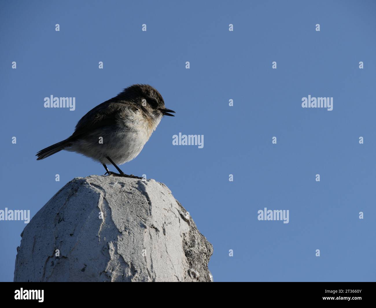 A tec tec bird or reunion stonechat on top of the statue in Maido Stock Photo