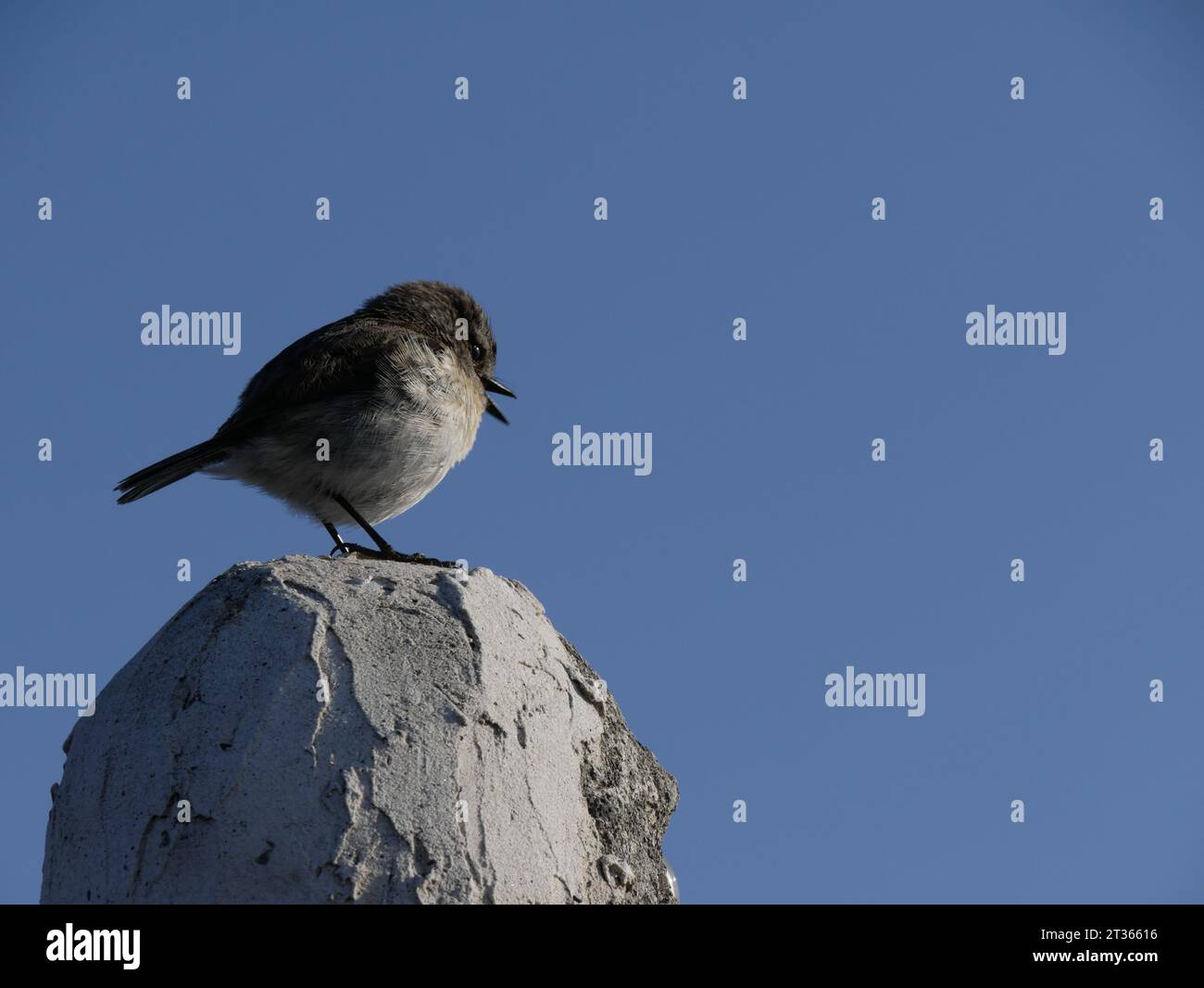 A tec tec bird or endemic reunion stonechat singing on top of a statue Stock Photo
