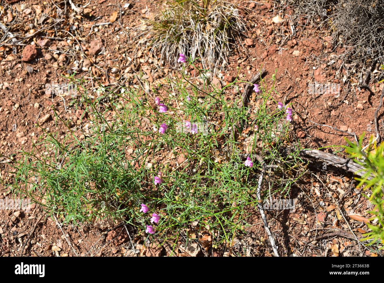 Conejitos (Antirrhinum barrelieri) is a perennial herb native to western Mediterranean region, especially in eastern Spain. This photo was taken in El Stock Photo