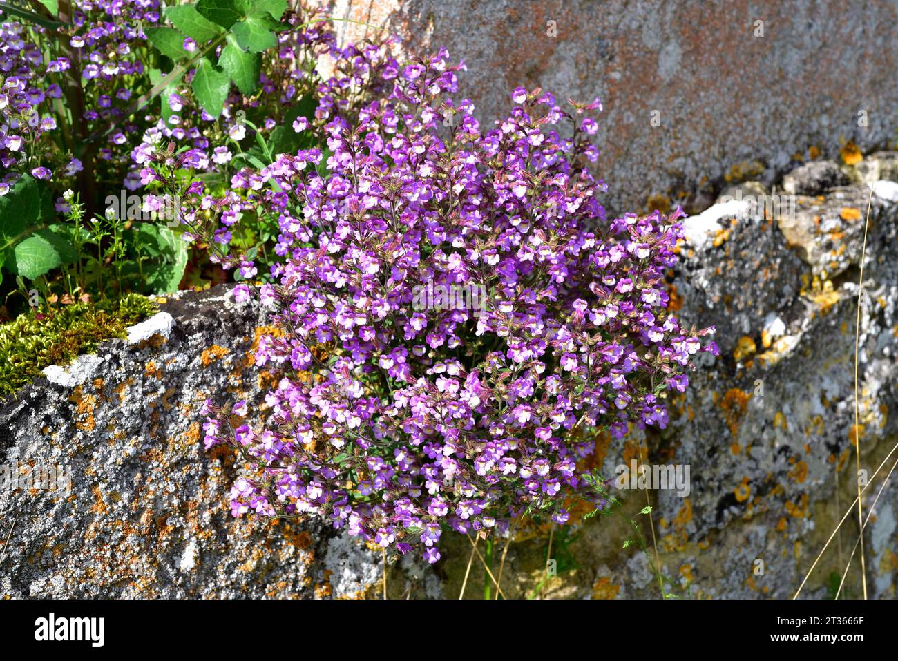 Chaenorhinum origanifolium or Linaria origanifolia is a perennial herb native to western Mediterranean region. This photo was taken in Burgos province Stock Photo