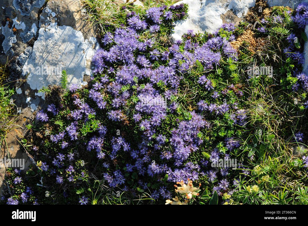 Globularia cordifolia repens or Globularia repens is a prostrate shrub endemic to mountains of southwestern Europe. This photo was taken in Navarra, S Stock Photo