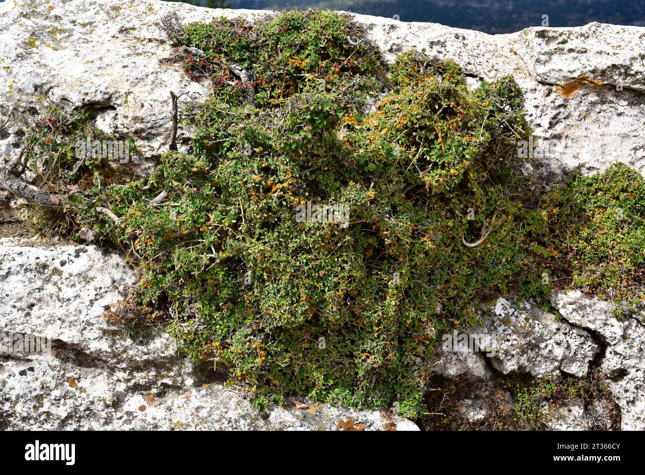 Globularia cordifolia repens or Globularia repens is a prostrate shrub endemic to mountains of southwestern Europe. This photo was taken in Els Ports, Stock Photo