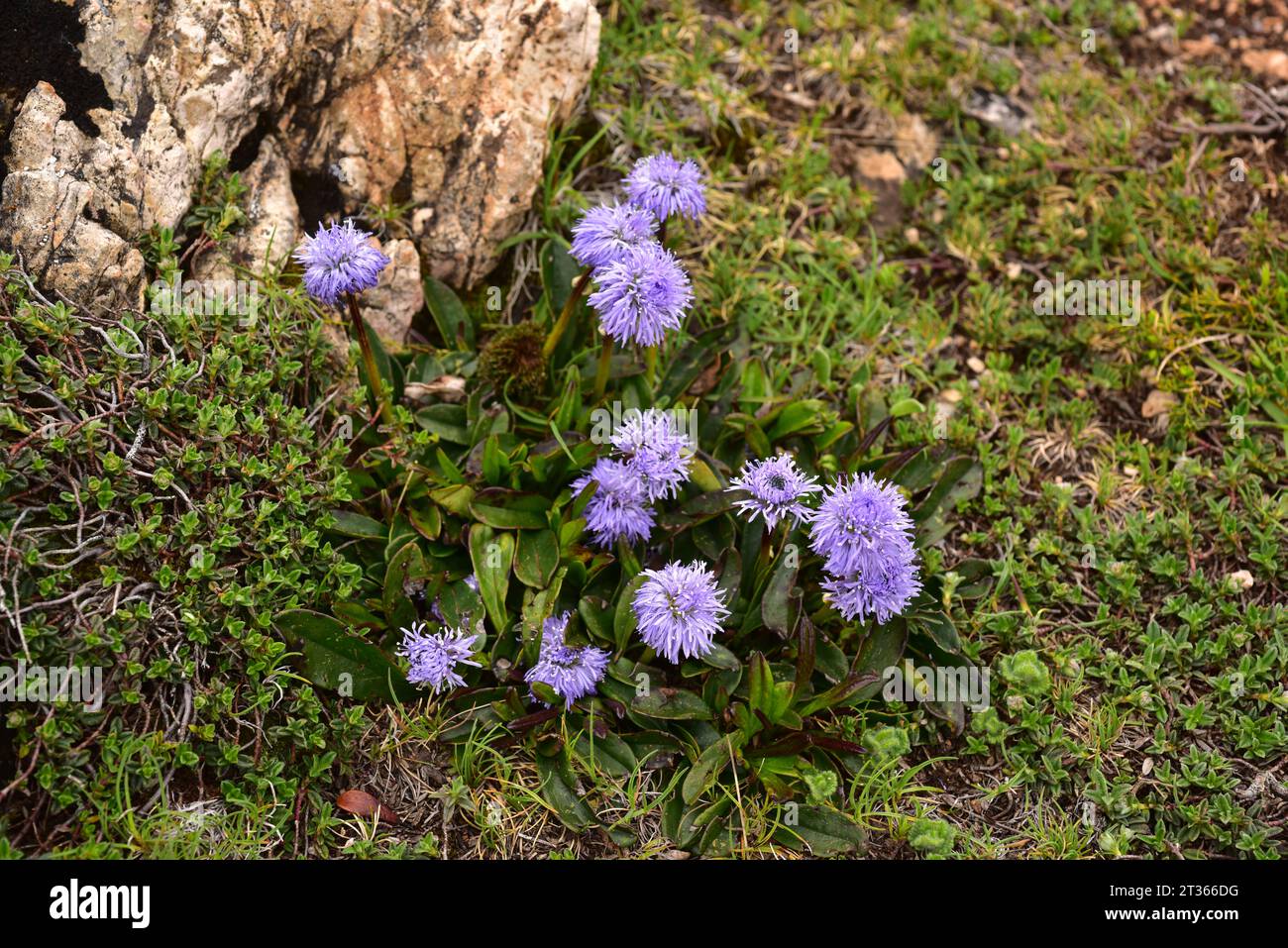 Globularia nudicaulis is a perennial herb native to mountains of southwestern Europe (Alps, Pyrenees and Cantabrian Mountains). This photo was take in Stock Photo