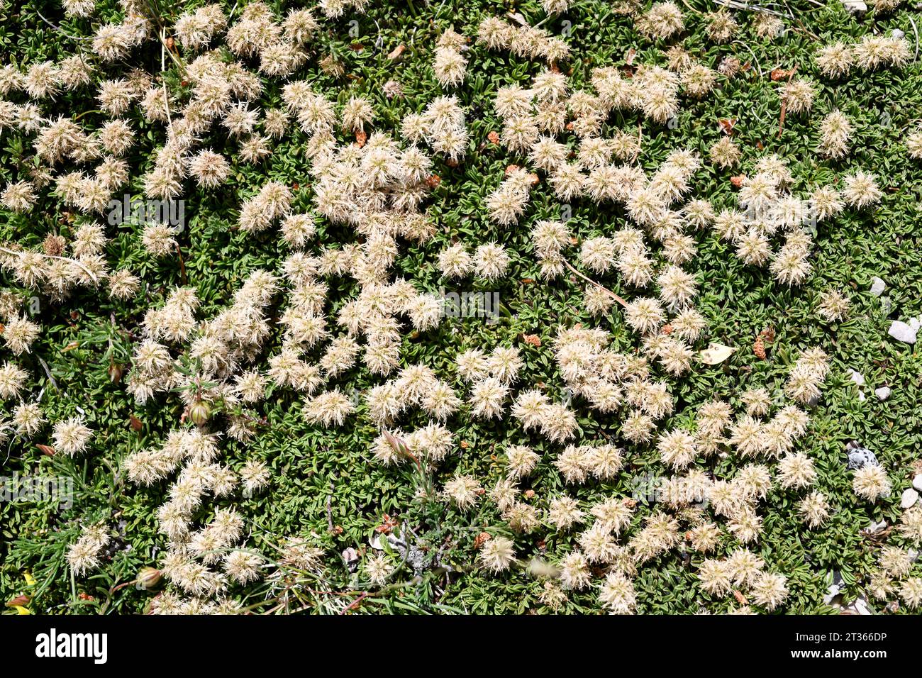 Globularia nana or Globularia cordifolia repens is a prostrate shrub native to mountains of south Europe. This photo was taken in Els Ports, Tarragona Stock Photo