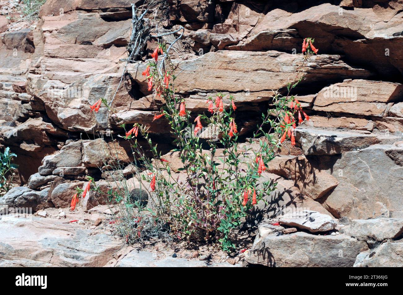 Eaton's penstemon (Penstemon eatonii) is a perennial herb native to western USA. This photo was taken in Zion National Park, Utah, USA. Stock Photo