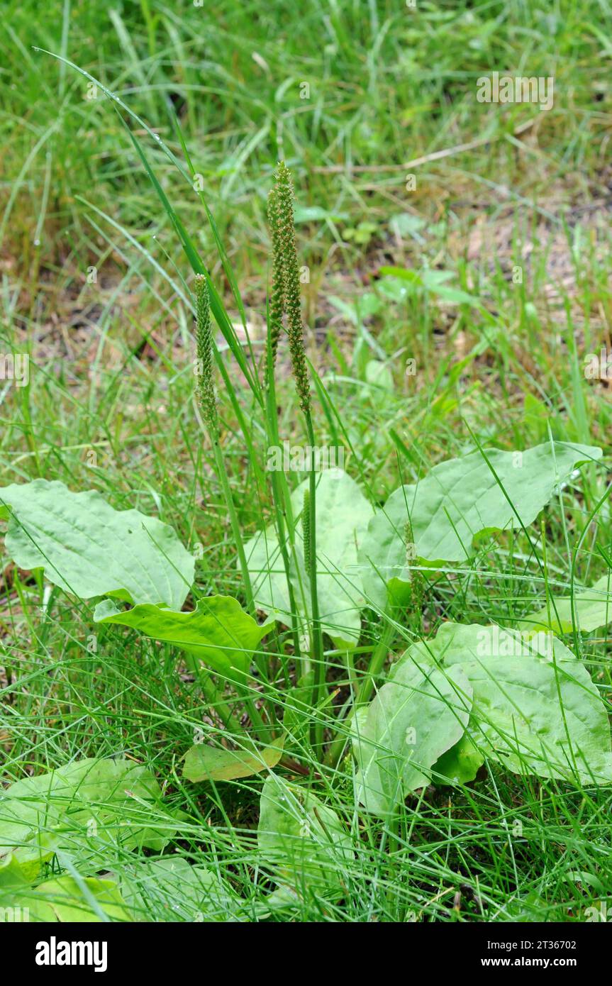 Broadleaf plantain (Plantago major) is a perennial medicinal herb native to Eurasia and naturalized in Americas and Africa. This photo was taken in fr Stock Photo