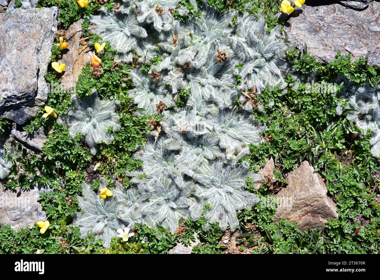 Estrella de las nieves (Plantago nivalis) is a perennial herb endemic to Sierra Nevada (Granada). Grows about 3000 m. Stock Photo