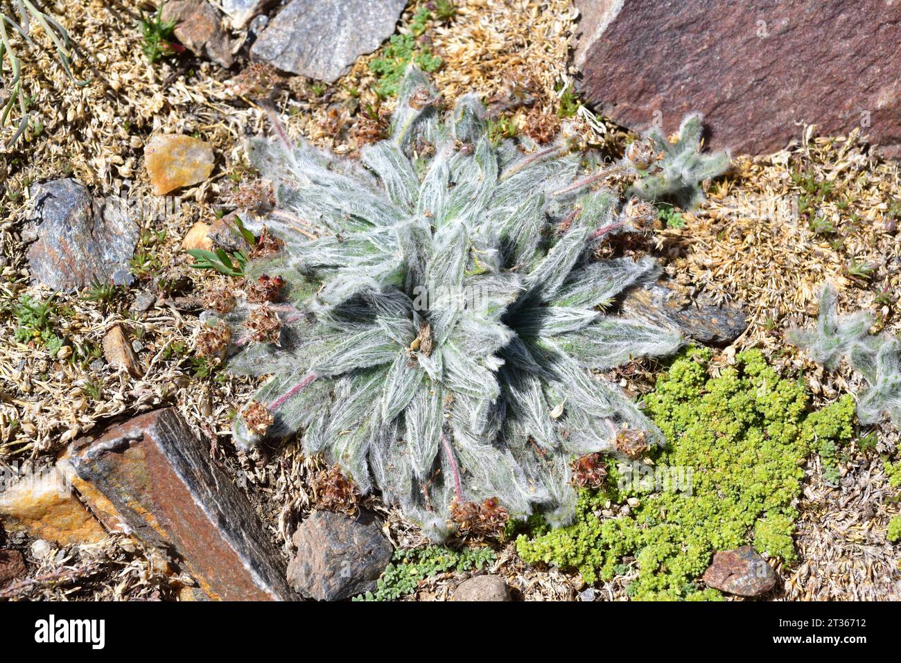 Estrella de las nieves (Plantago nivalis) is a perennial herb endemic to Sierra Nevada (Granada). Grows about 3000 m. Stock Photo