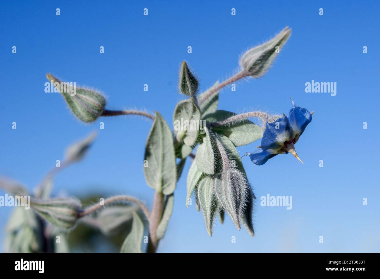 Flowering camel bush (Trichodesma zeylandicum) with blue flower and hairy buds, Western Australia Stock Photo