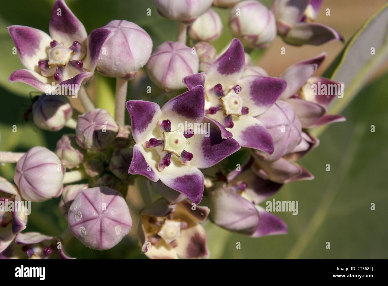 Flowers of the sodom apple milkweed (Calotropis procera), Bungle Bungle range, Western Australia Stock Photo