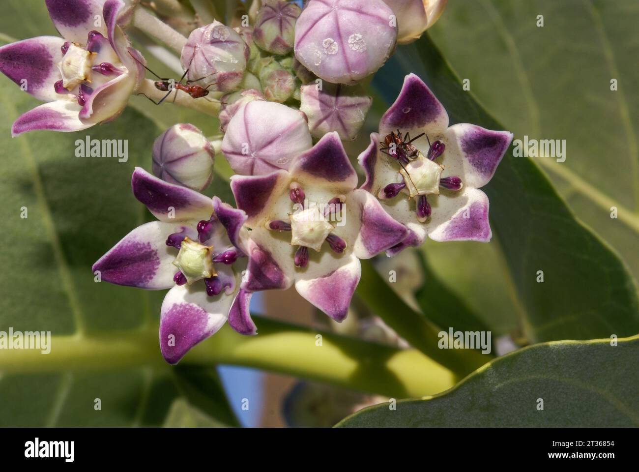 Flowers of the sodom apple milkweed (Calotropis procera) with ants, Bungle Bungle range, Western Australia Stock Photo