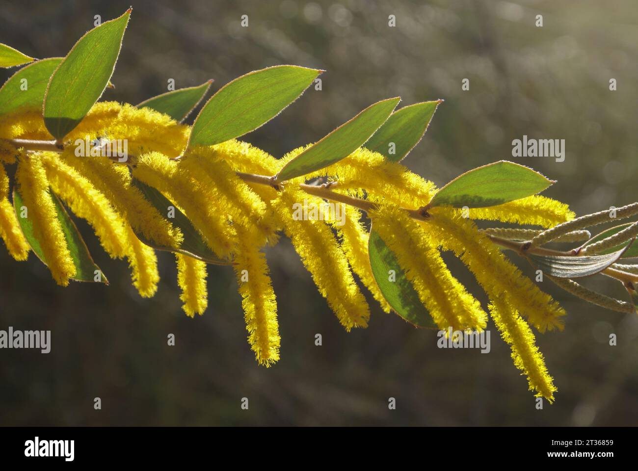 Yellow flowers of Mountford's wattle (Acacia mountfordiae), Western Australia Stock Photo