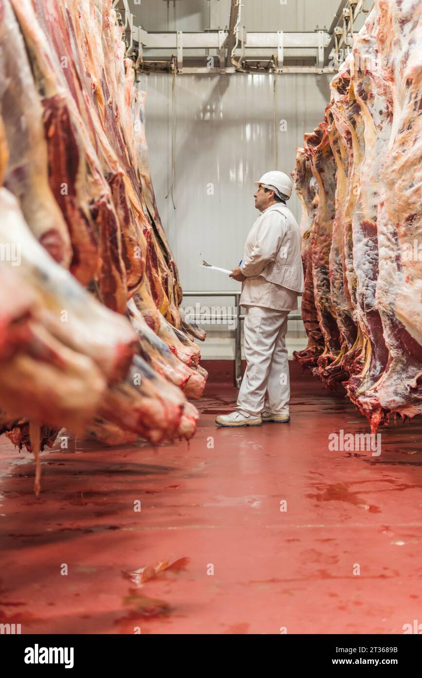 Butcher examining meat hanging in industry Stock Photo Alamy