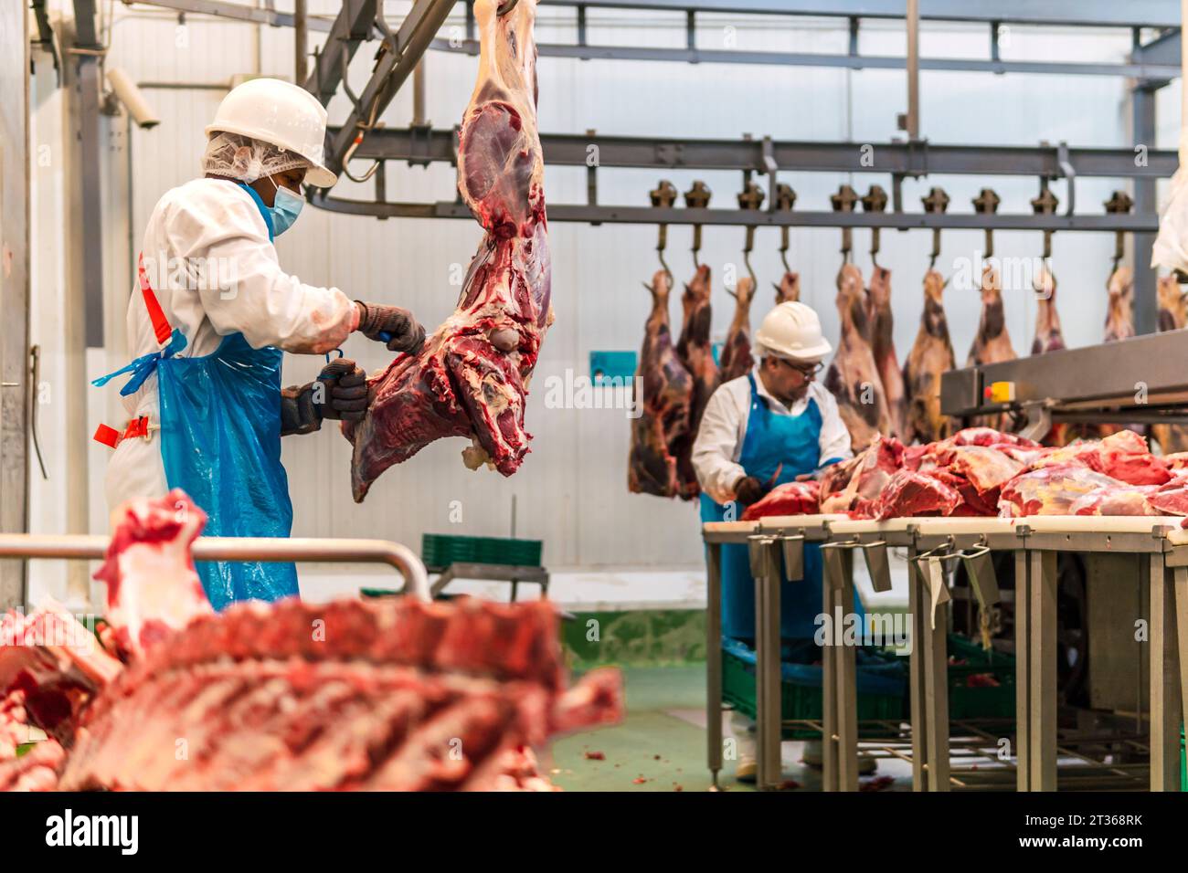 Butchers cutting cow meat in cold storage Stock Photo